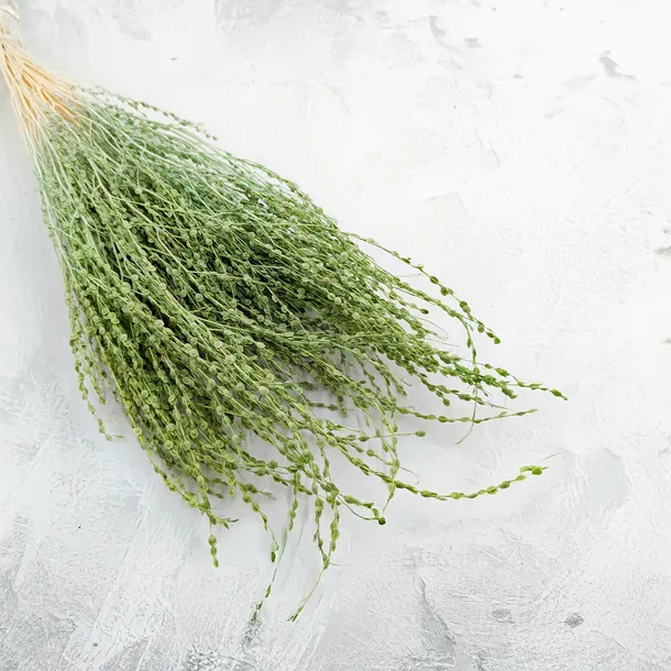 lepidium-lepidium-sativum-zielone-kod-producenta-lepidium-zielone
