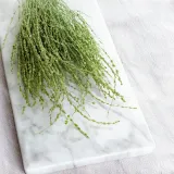 lepidium-lepidium-sativum-zielone-wysokosc-maksymalna-60-cm