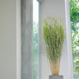 lepidium-lepidium-sativum-zielone-marka-enchanted