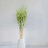 lepidium-lepidium-sativum-zielone-typ-inny