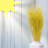 lepidium-lepidium-sativum-zolte-typ-inny