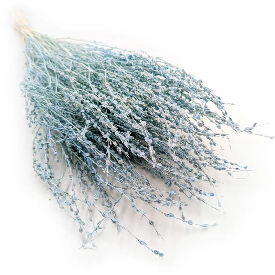 lepidium-lepidium-sativum-mietowe-stan-nowy