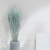 lepidium-lepidium-sativum-mietowe-stan-nowy