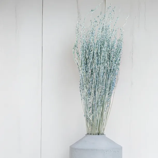 lepidium-lepidium-sativum-mietowe-marka-enchanted