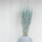 lepidium-lepidium-sativum-mietowe-marka-enchanted