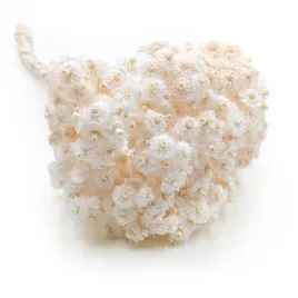 kocanka-suszona-wloska-helichrysum-italicum-bielona