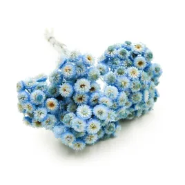 kocanka-suszona-wloska-helichrysum-italicum-niebieska
