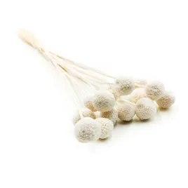 kraspedia-suszona-craspedia-natural-extra-bielona-bukiet-15szt