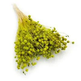 len-suszony-seledynowy