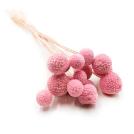 kraspedia-suszona-craspedia-extra-rozowa-bukiet-15szt