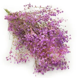 gipsowka-stabilizowana-gypsophila-pastelowy-fiolet