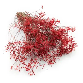 gipsowka-stabilizowana-gypsophila-pastelowy-czerwony