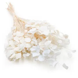 miesiecznica-lunaria-suszona-bielona