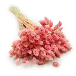 suszony-phalaris-kanar-mozga-kanaryjska-jasno-rozowy