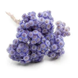 kocanka-suszona-wloska-helichrysum-italicum-lawendowa
