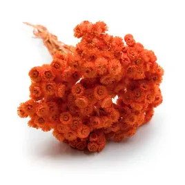 kocanka-suszona-wloska-helichrysum-italicum-pomaranczowa