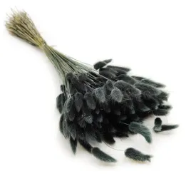 suszony-lagurus-dmuszek-jajowaty-czarny