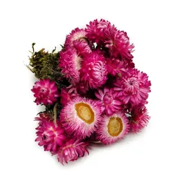 kocanka-suszona-granviar-helichrysum-granviar-rozowa