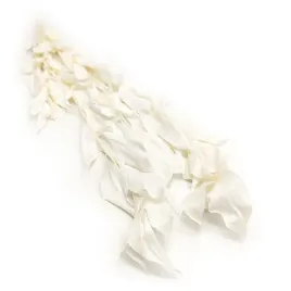 ruskus-stabilizowany-ruscus-israeli-bielony