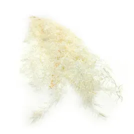 stabilizowany-asparagus-sprengeri-bielony