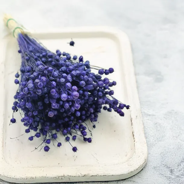 len-suszony-granatowy-rodzaj-trawy