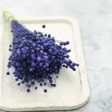 len-suszony-granatowy-rodzaj-trawy