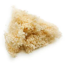 suszony-broom-bloom-zarnowiec-bielony