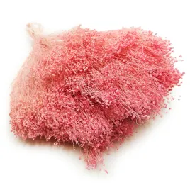 suszony-broom-bloom-zarnowiec-rozowy