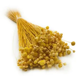 botao-amarelino-amarelinho-zolte