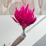owies-suszony-amarantowy-kod-producenta-owies-amarantowy