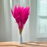owies-suszony-amarantowy-wysokosc-maksymalna-60-cm