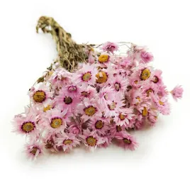 suszony-suchlin-manglesa-sucholuska-rhodanthe-rozowe