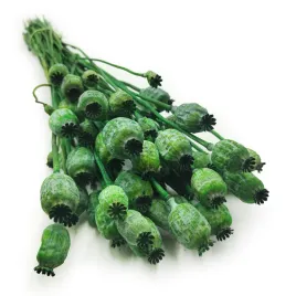 makowka-suszona-papaver-zielona