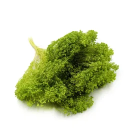 suszony-broom-bloom-zarnowiec-jasnozielony