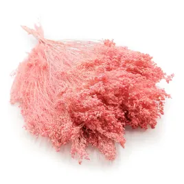 suszony-broom-bloom-zarnowiec-lososiowy-rozowy