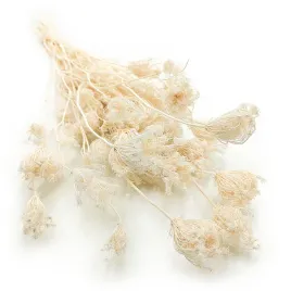 koper-wloski-fenkul-fennel-bielony