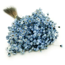 glixia-suszona-gliksja-comanthera-niebieska