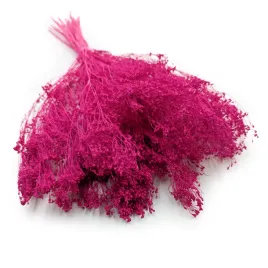 suszony-broom-bloom-zarnowiec-fuksja