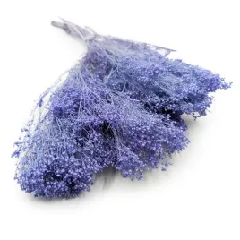 suszony-broom-bloom-zarnowiec-lawendowy