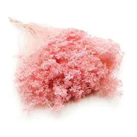 suszony-broom-bloom-zarnowiec-perlowy-rozowy