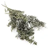 ruskus-suszony-ruscus-naturalny