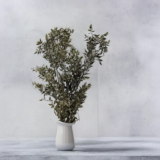 ruskus-suszony-ruscus-naturalny-wysokosc-maksymalna-60-cm