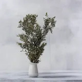 ruskus-suszony-ruscus-naturalny-wysokosc-maksymalna-60-cm