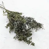 ruskus-suszony-ruscus-naturalny-marka-enchanted