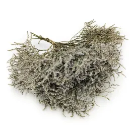 suszony-zatrwian-tatarski-limonium-tataricum-bialy