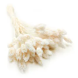 suszony-phalaris-kanar-mozga-kanaryjska-extra-bielony