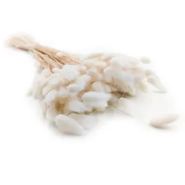 suszony-lagurus-dmuszek-jajowaty-biszkoptowy-bielony