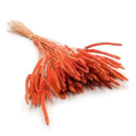 suszona-trawa-tymotka-phleum-pomaranczowa