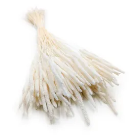 suszona-trawa-tymotka-phleum-bielona