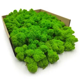 mech-chrobotek-reniferowy-finski-oczyszczony-jasnozielony-50g-netto